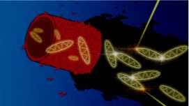 Exciton dynamics in artificial light harvesting complexes